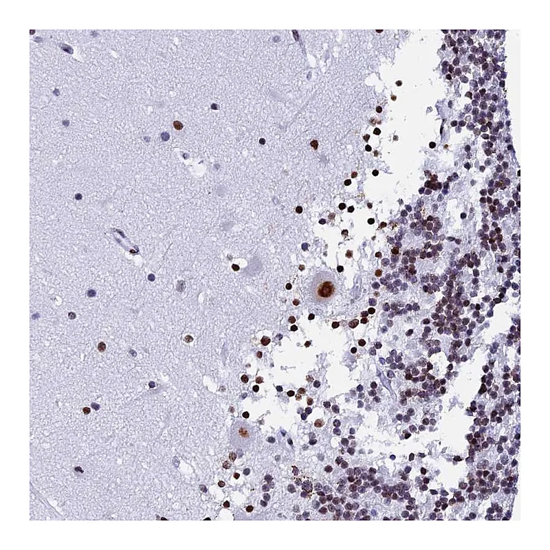 Atlas Antibodies Anti-NSA2 Antibody