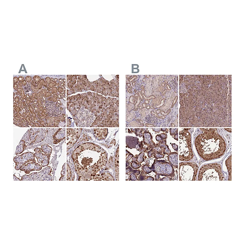 Atlas Antibodies Anti-NSFL1C Antibody
