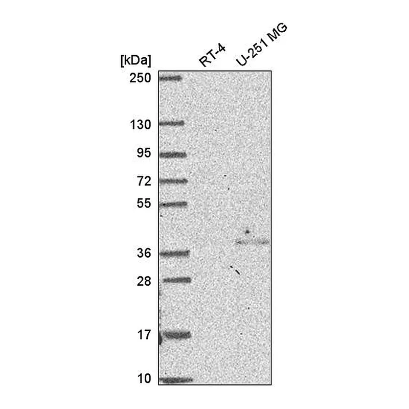 Atlas Antibodies Anti-NSL1 Antibody