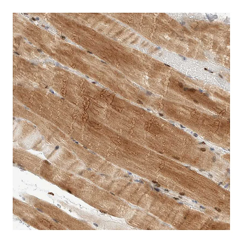 Atlas Antibodies Anti-NSMAF Antibody