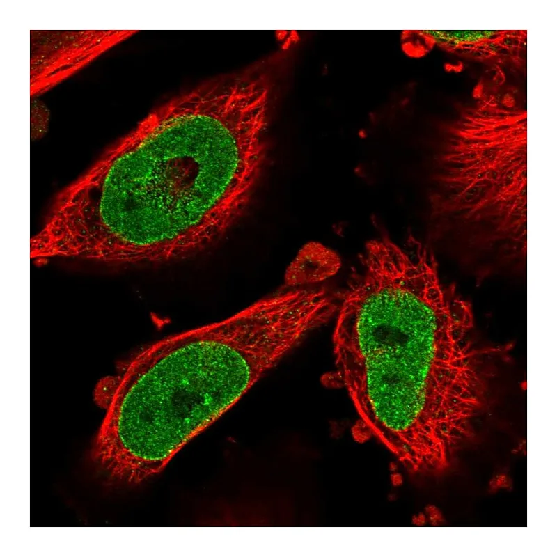 Atlas Antibodies Anti-NSUN3 Antibody