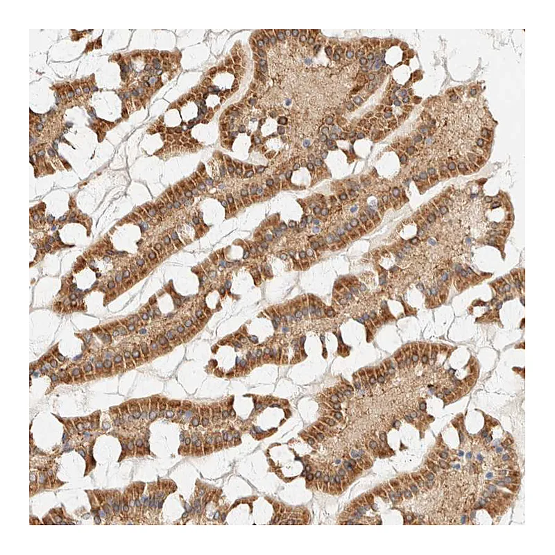 Atlas Antibodies Anti-NT5C Antibody