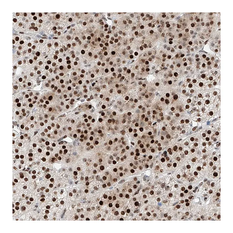 Atlas Antibodies Anti-NT5C3B Antibody