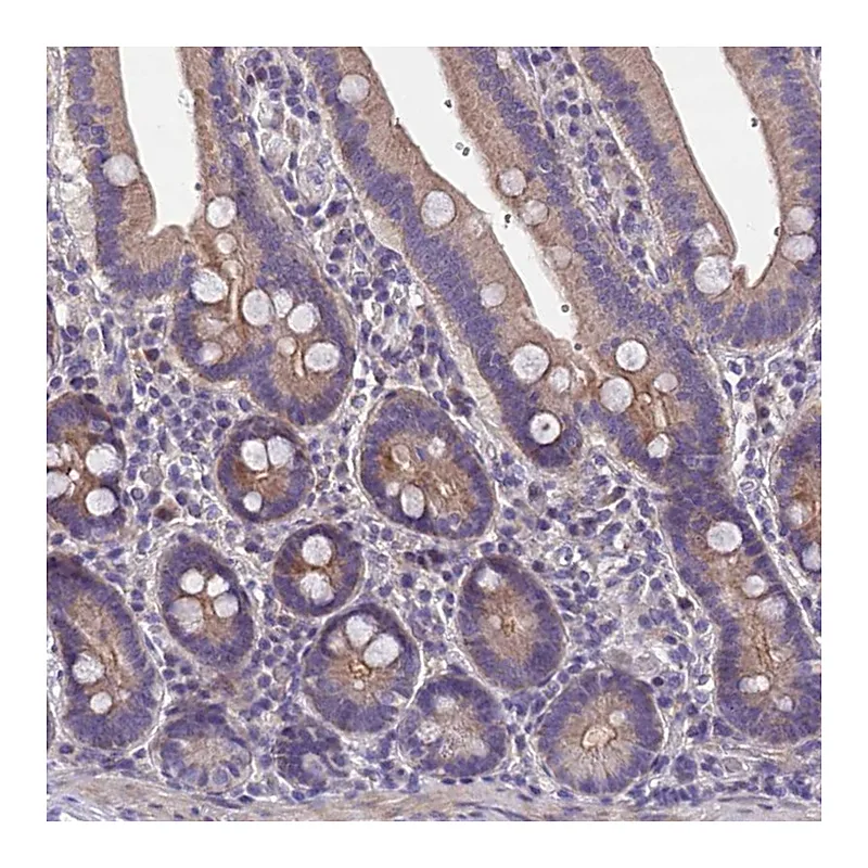 Atlas Antibodies Anti-NT5M Antibody