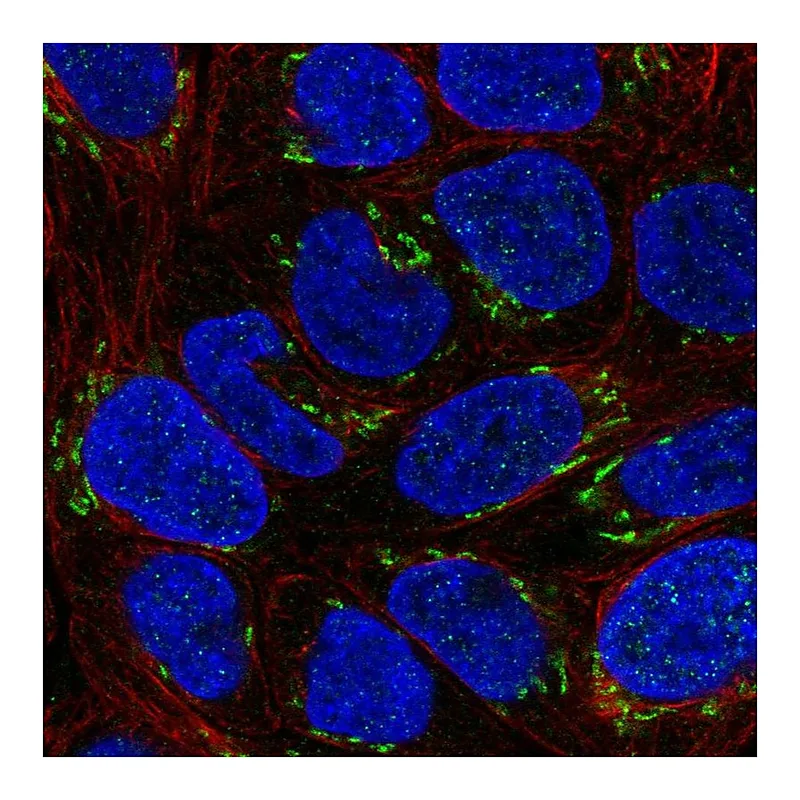 Atlas Antibodies Anti-NTF4 Antibody