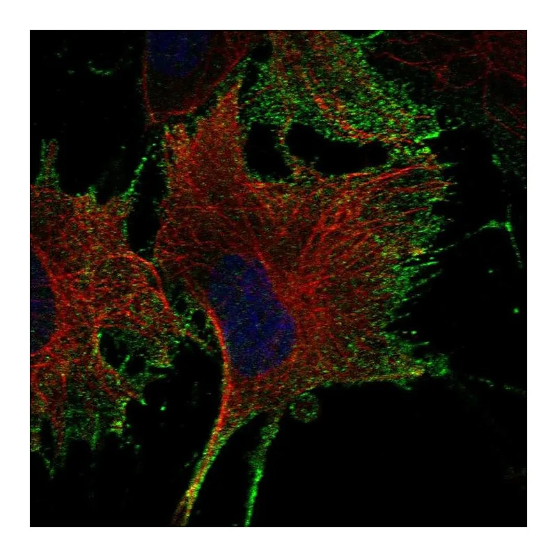 Atlas Antibodies Anti-NTNG1 Antibody