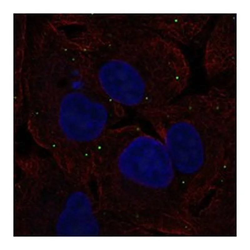 Atlas Antibodies Anti-NTS Antibody