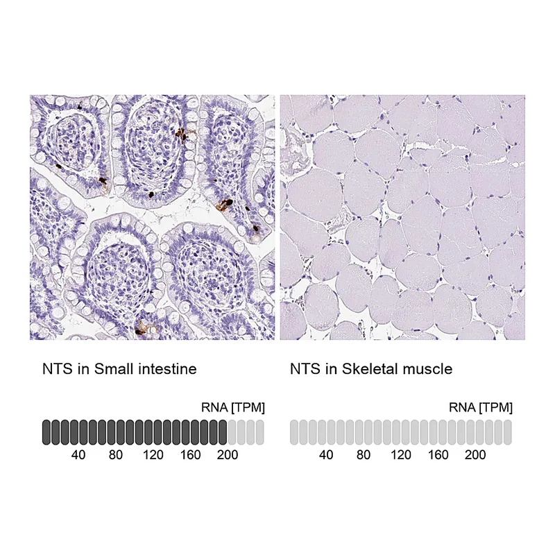 Atlas Antibodies Anti-NTS Antibody