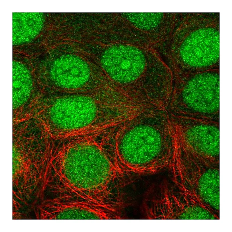 Atlas Antibodies Anti-NUB1 Antibody