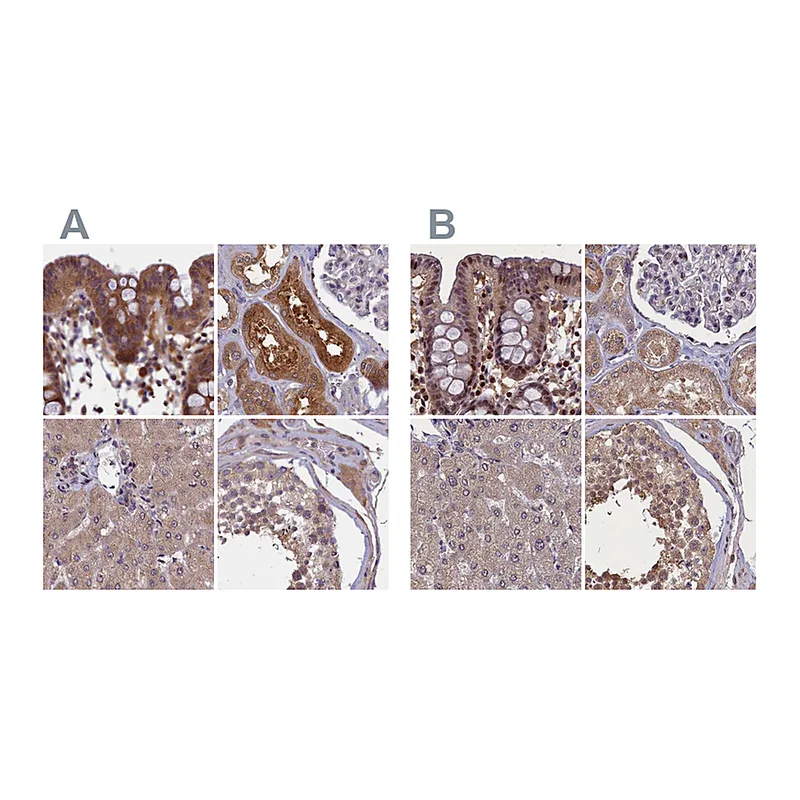 Atlas Antibodies Anti-NUBP1 Antibody