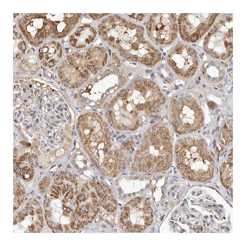 Atlas Antibodies Anti-NUBPL Antibody
