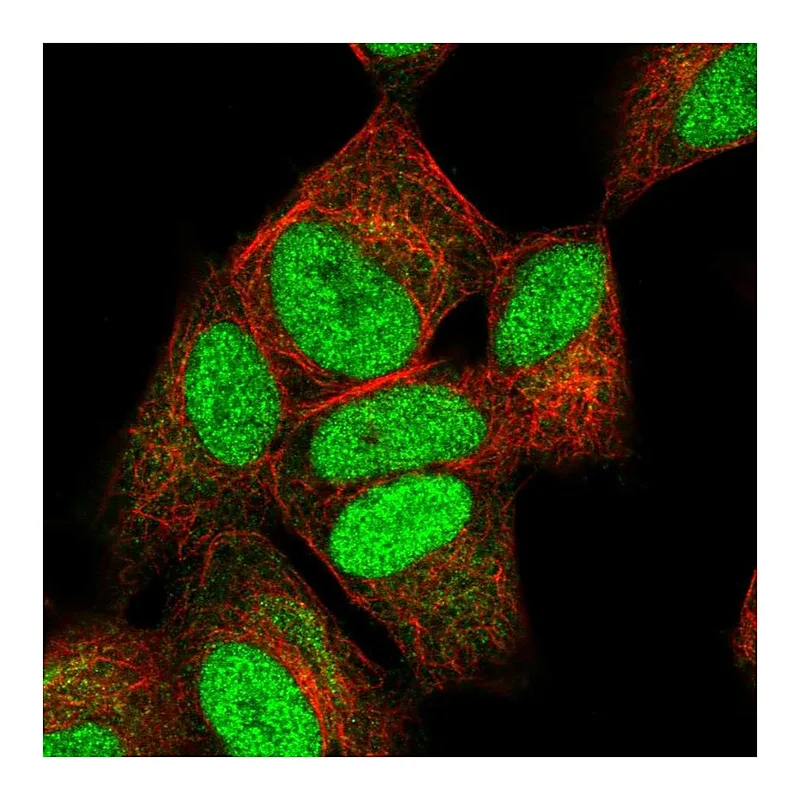 Atlas Antibodies Anti-NUCKS1 Antibody