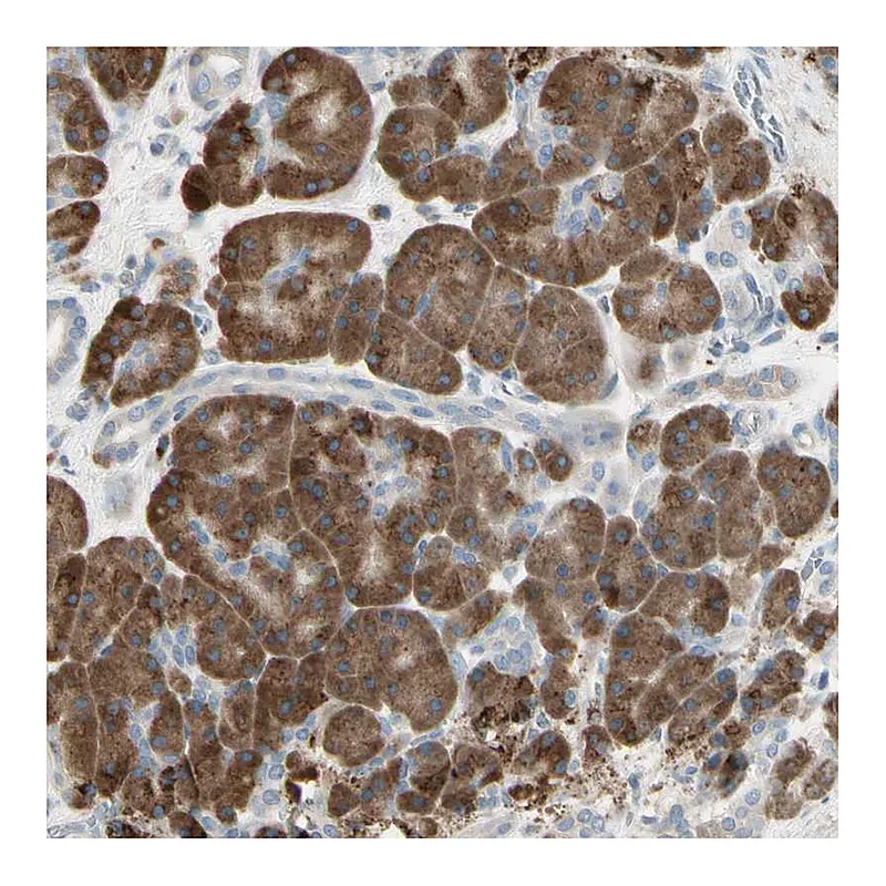 Atlas Antibodies Anti-NUCB2 Antibody
