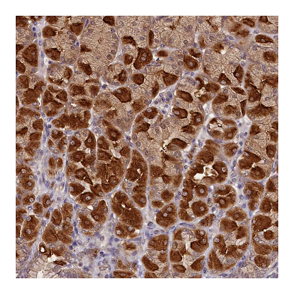 Atlas Antibodies Anti-NUBP2 Antibody