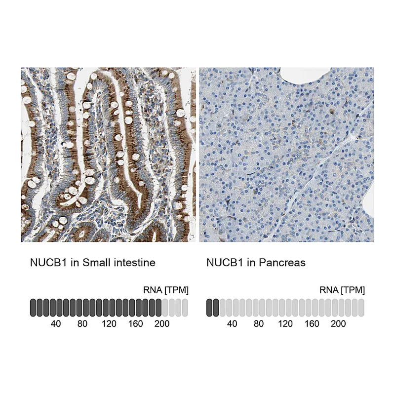 Atlas Antibodies Anti-NUCB1 Antibody