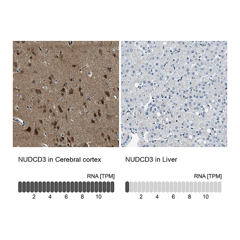 Atlas Antibodies Anti-NUDCD3 Antibody