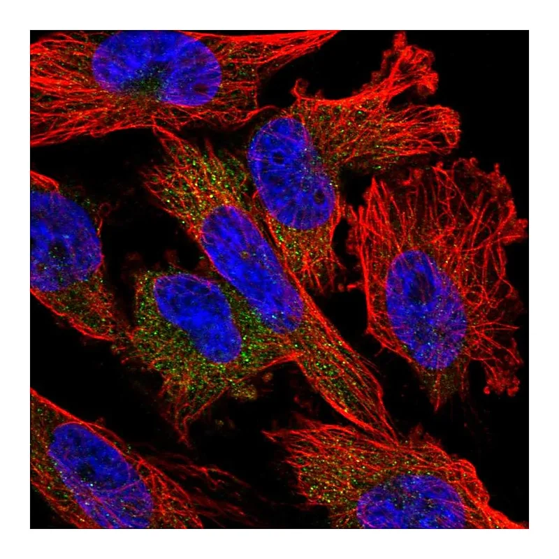 Atlas Antibodies Anti-NUDT10 Antibody