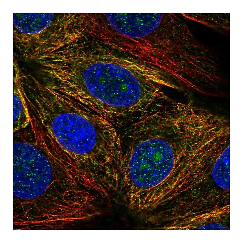Atlas Antibodies Anti-NUDT14 Antibody