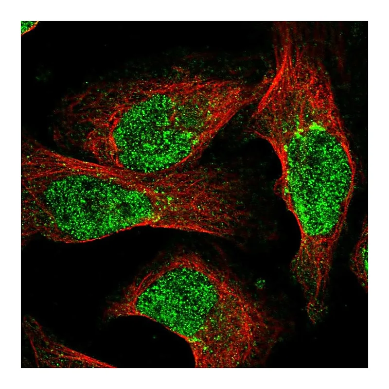 Atlas Antibodies Anti-NUDT18 Antibody