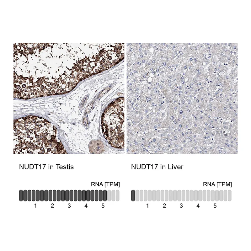 Atlas Antibodies Anti-NUDT17 Antibody