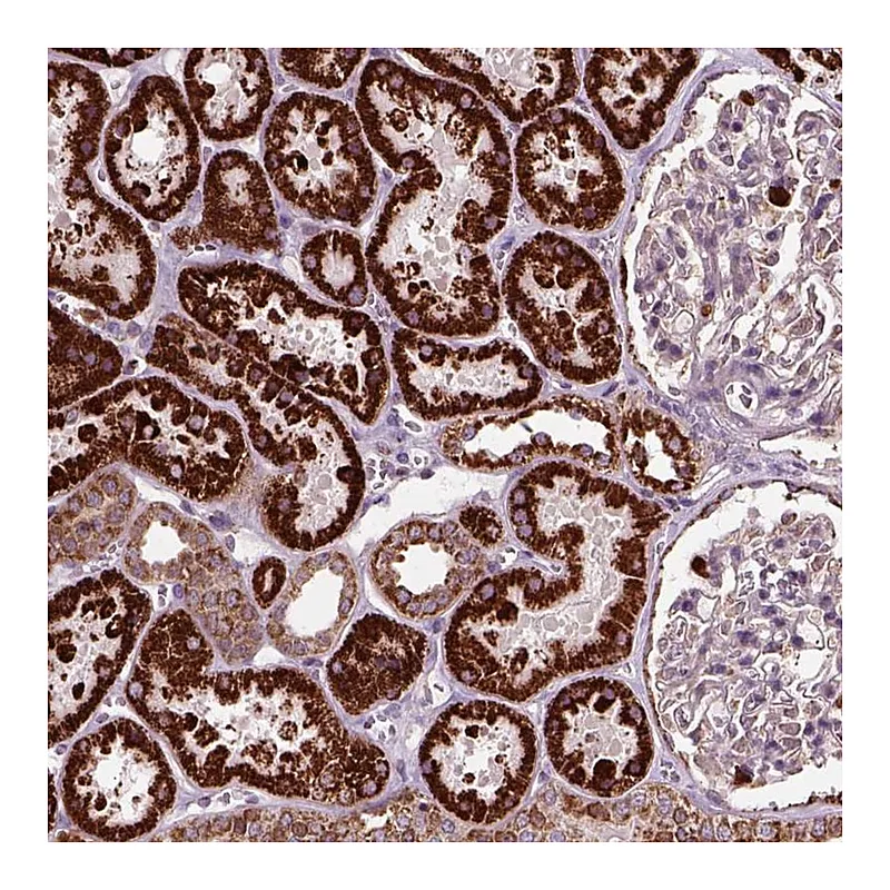 Atlas Antibodies Anti-NUDT16L1 Antibody