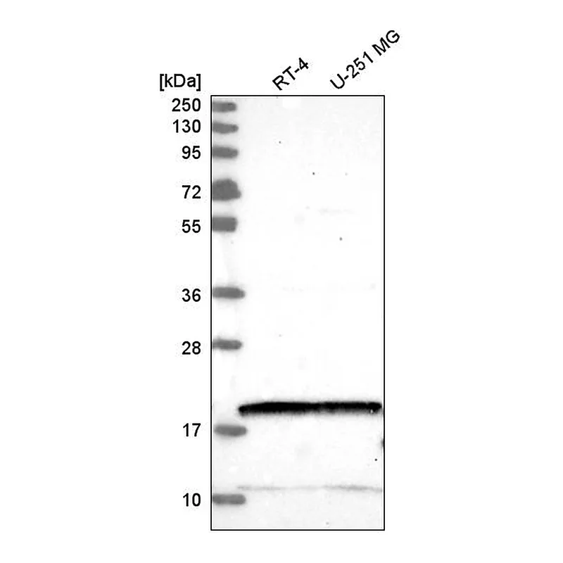 Atlas Antibodies Anti-NUDT2 Antibody