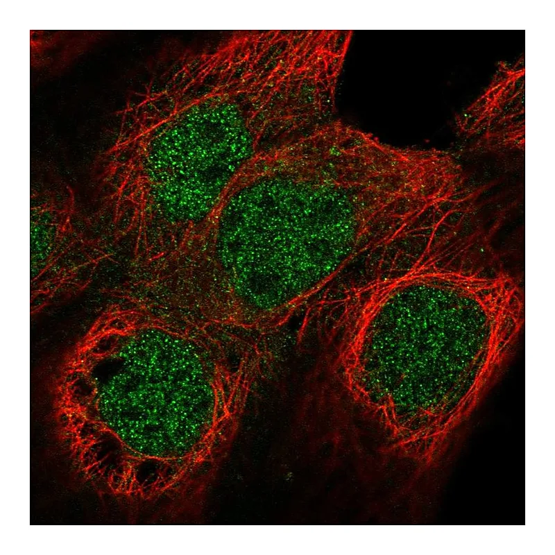 Atlas Antibodies Anti-NUF2 Antibody