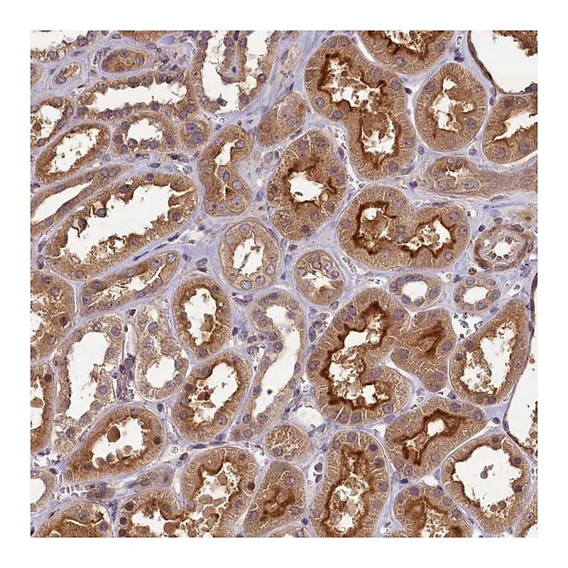 Atlas Antibodies Anti-NUDT6 Antibody