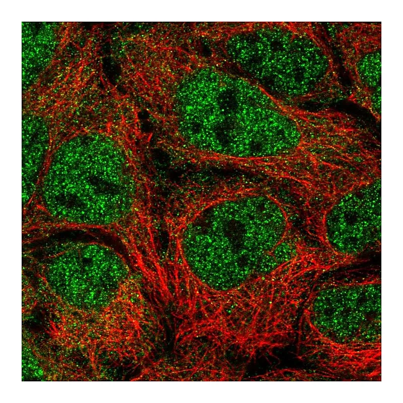 Atlas Antibodies Anti-NUFIP2 Antibody