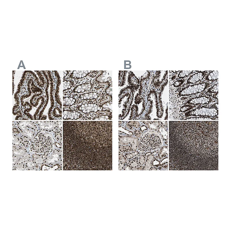 Atlas Antibodies Anti-NUMA1 Antibody