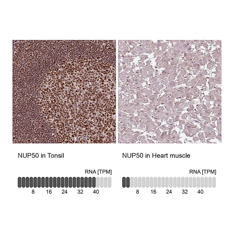 Atlas Antibodies Anti-NUP50 Antibody