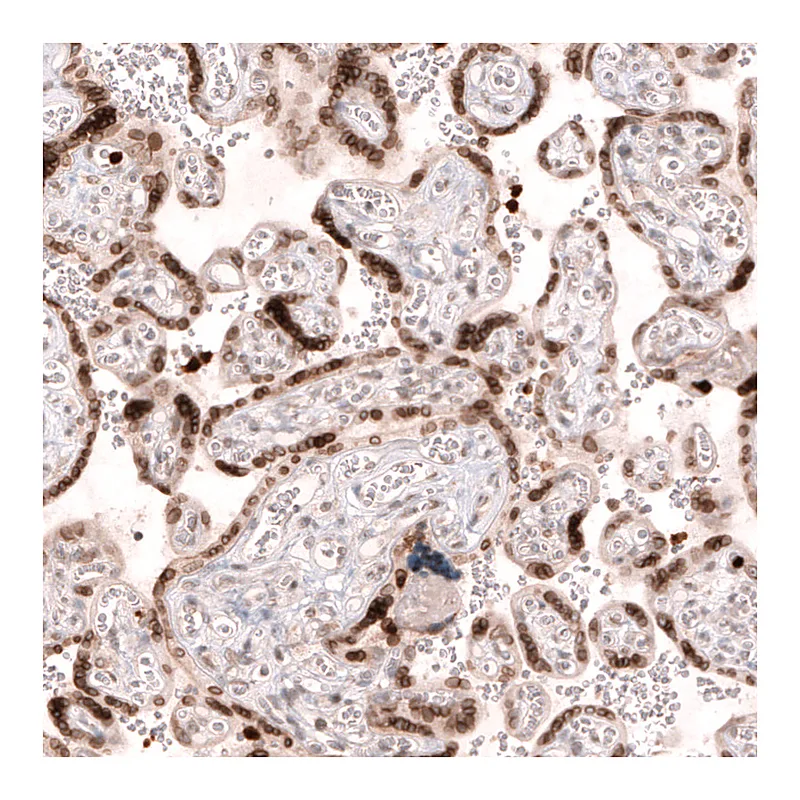 Atlas Antibodies Anti-NUP54 Antibody