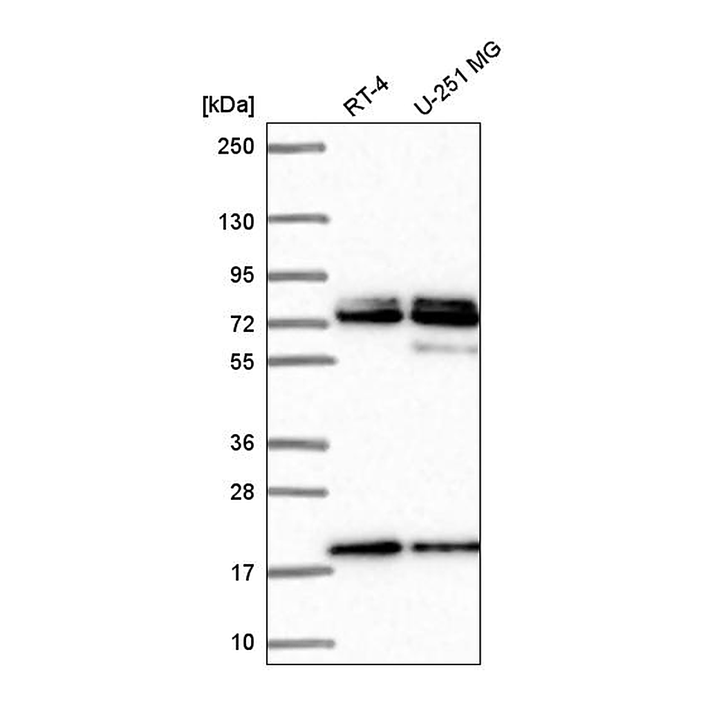 Atlas Antibodies Anti-NUP85 Antibody