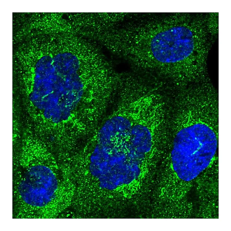 Atlas Antibodies Anti-NUP58 Antibody