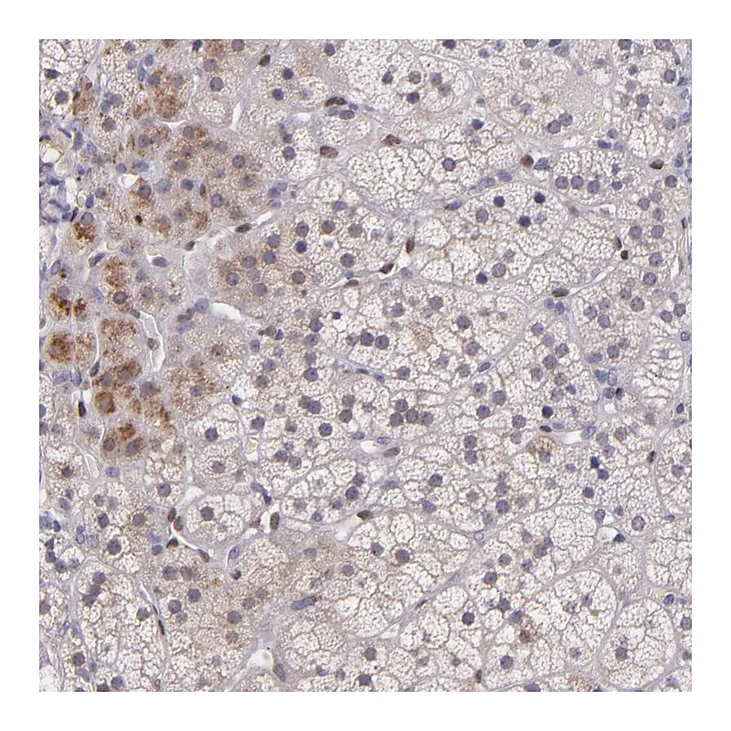 Atlas Antibodies Anti-NUP62CL Antibody