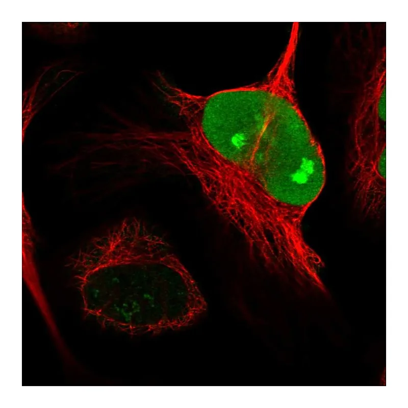 Atlas Antibodies Anti-NUSAP1 Antibody