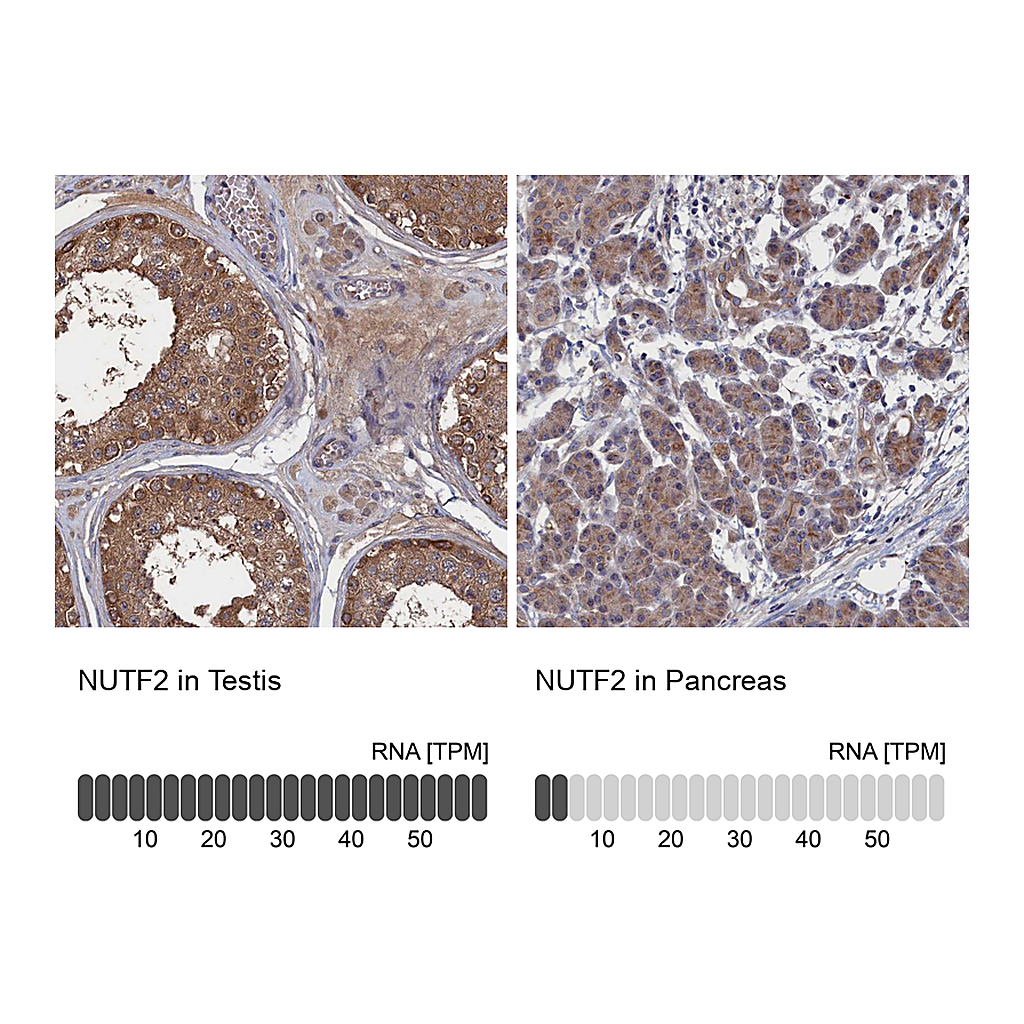Atlas Antibodies Anti-NUTF2 Antibody