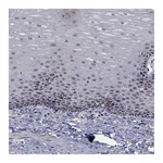 Atlas Antibodies Anti-NVL Antibody