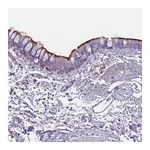 Atlas Antibodies Anti-NWD2 Antibody
