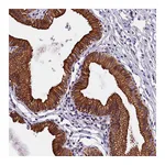 Atlas Antibodies Anti-NXNL1 Antibody