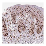 Atlas Antibodies Anti-NXF1 Antibody