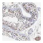Atlas Antibodies Anti-NXF3 Antibody