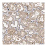 Atlas Antibodies Anti-NXT2 Antibody