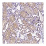 Atlas Antibodies Anti-NXPH2 Antibody
