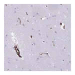 Atlas Antibodies Anti-NXPH1 Antibody