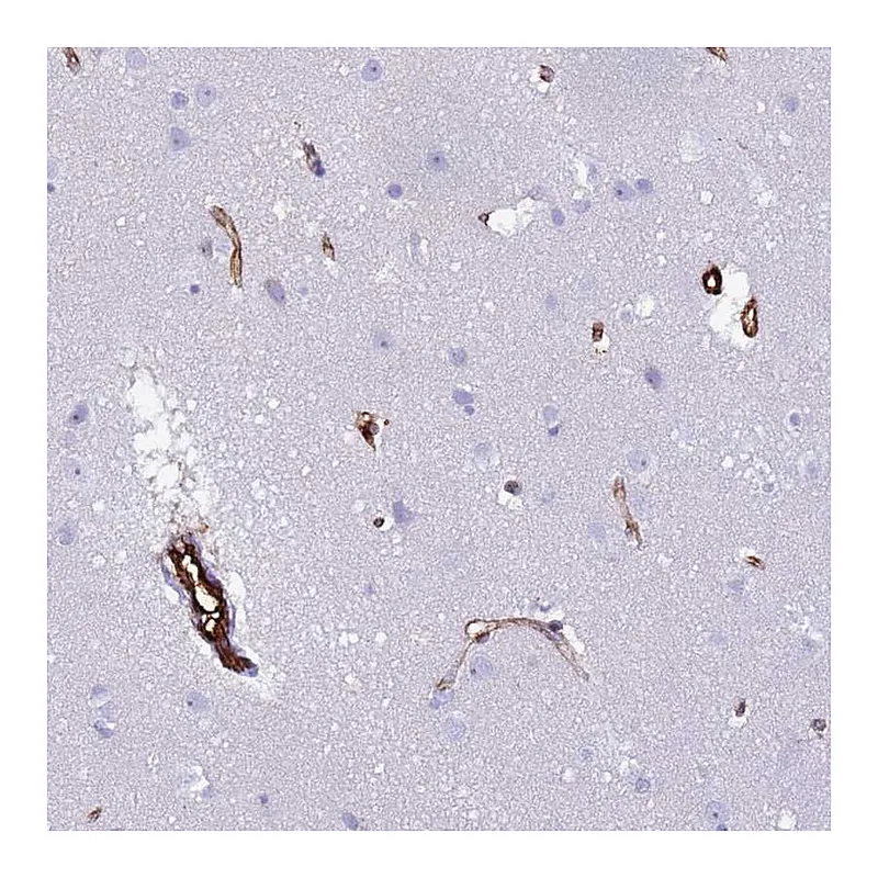 Atlas Antibodies Anti-NXPH1 Antibody