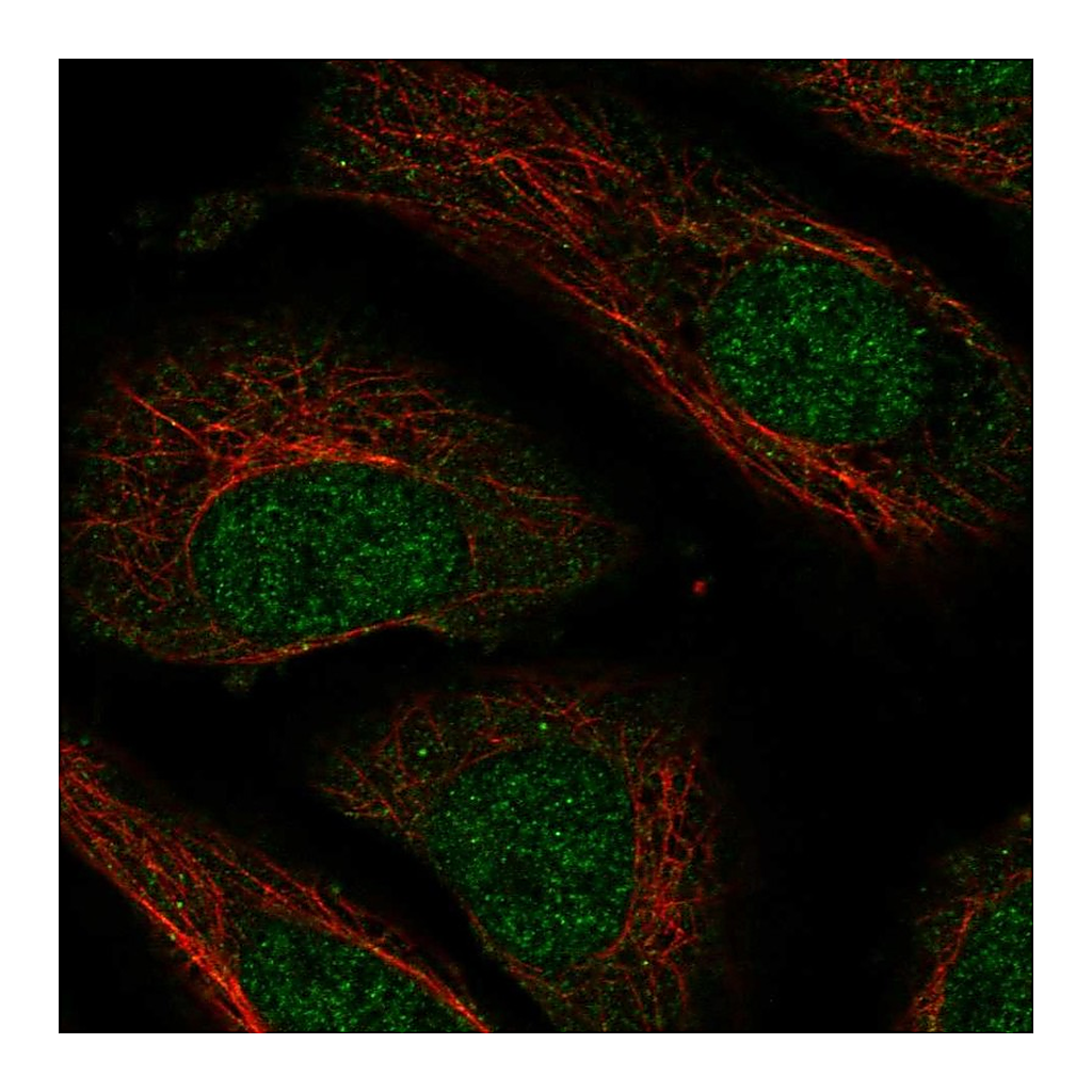 Atlas Antibodies Anti-NXT2 Antibody