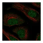 Atlas Antibodies Anti-NXT2 Antibody