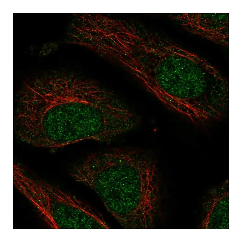 Atlas Antibodies Anti-NXT2 Antibody