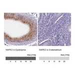 Atlas Antibodies Anti-NXPE2 Antibody